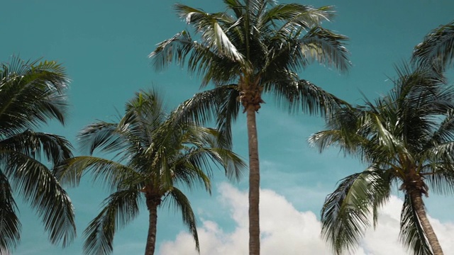 开车经过迈阿密海滩的棕榈树视频购买