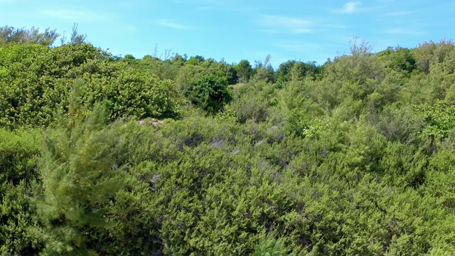 空中向前:百慕大群岛西班牙角的草地上有不同的植物和树木视频下载