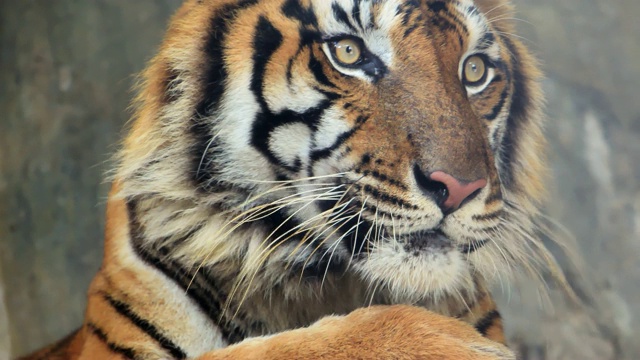 特写老虎，360VR野生动物视频下载