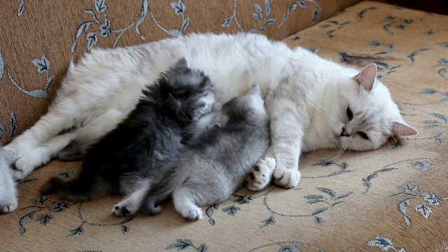 白色的猫妈妈正在喂养她的小猫宝宝视频素材