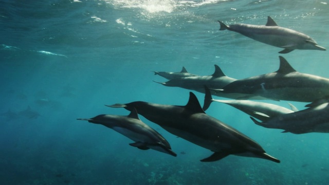 野生旋转海豚的慢动作视频素材