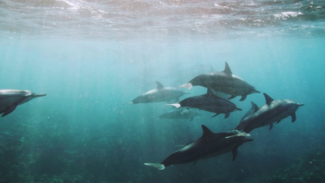 野生旋转海豚的慢动作视频素材