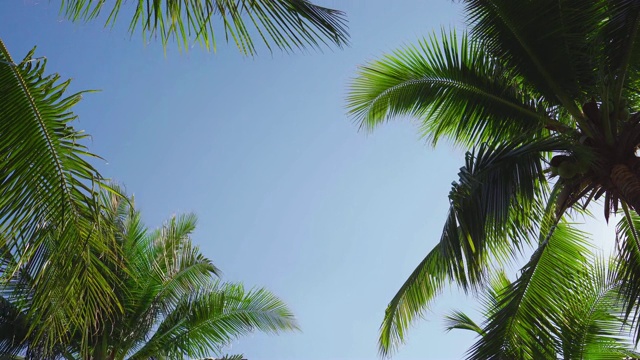 热带椰子树。视频素材