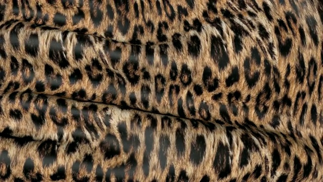 运动中的豹皮。视频素材