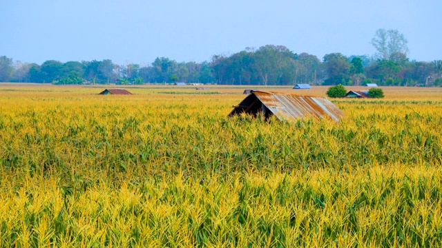 泰国农园的绿色玉米田视频素材