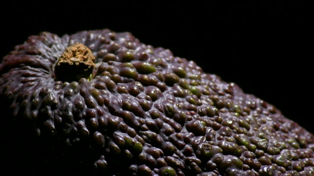 成熟的哈斯牛油果旋转视频素材