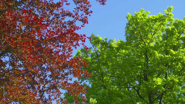 春天的印象——一棵美丽的山毛榉和一棵橡树在风中摇曳视频下载