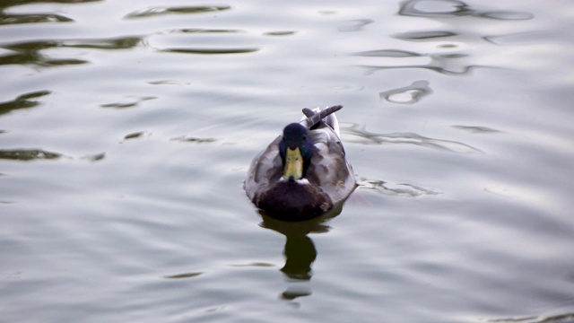 鸭子在湖水上视频下载