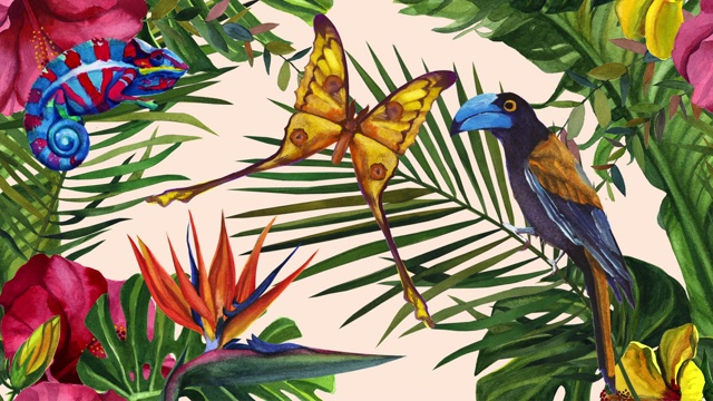 马达加斯加丛林。奇异的鸟，变色龙和蝴蝶。水彩热带野生动物。手绘丛林自然，插画视频下载