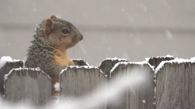 松鼠在篱笆丹佛下雪的冬天暴风雪科罗拉多州的社区视频下载