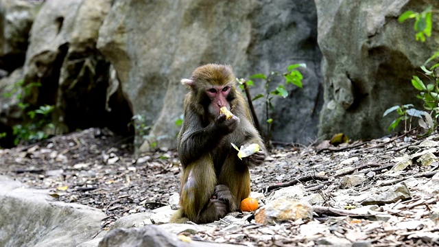 野生猕猴的日常生活是吃食物视频下载