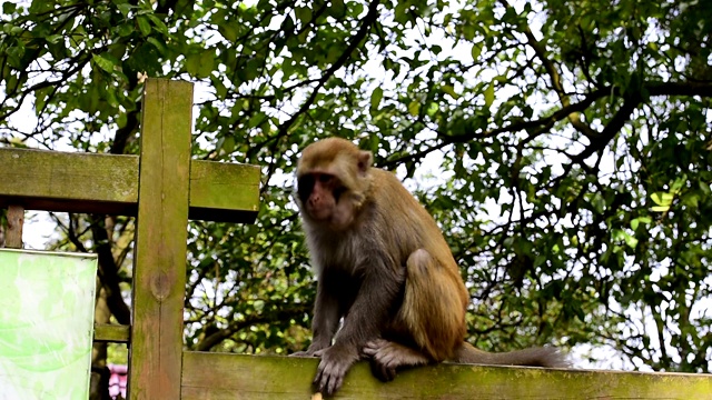 野生猕猴的日常生活是吃食物视频素材
