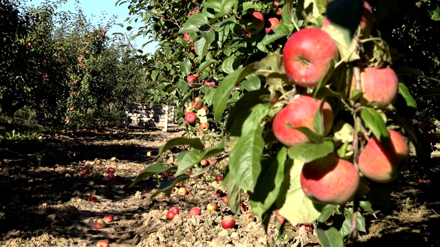 箱子与收获的苹果和模糊的果树枝桠充满有机水果在果园种植园。静态的镜头。4 k视频下载