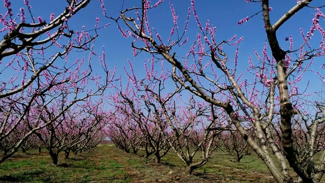 在希腊北部的维里亚平原上，一架无人机在春暖花开的桃树果园上空飞行视频下载