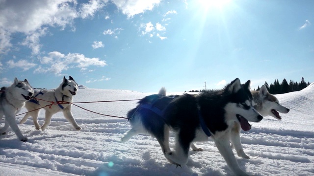 由狗驾驭的哈士奇犬和人一起拉雪橇，慢动作，视频循环播放视频下载