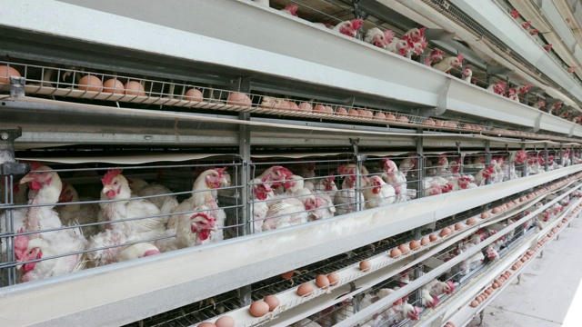 4K静态广角视角下的鸡在一个大型鸡蛋生产农场，鸡蛋沿着输送带移动视频下载