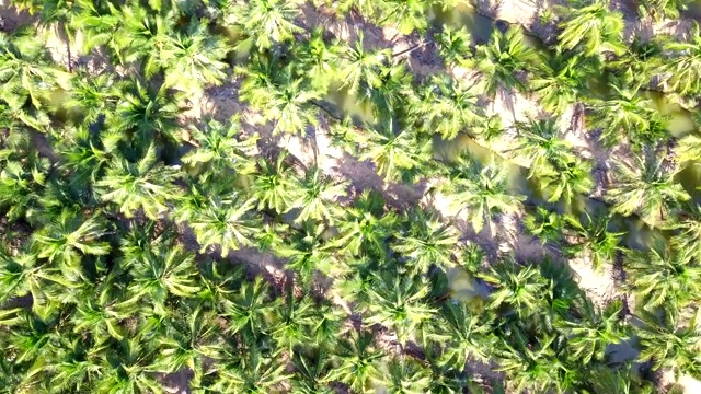 椰子种植园视频素材