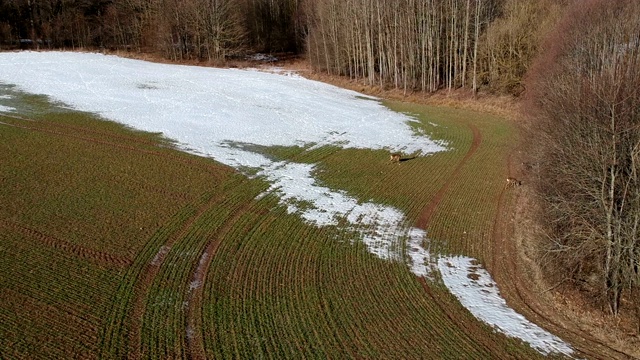 狍群在最后一场雪的农田上，鸟瞰图视频素材