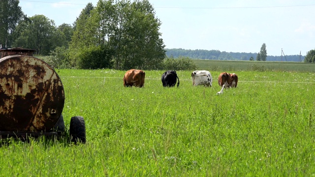 在夏日里，奶牛在私人的绿色草地牧场上吃草，水箱在车轮上。4K超高清视频剪辑。视频素材