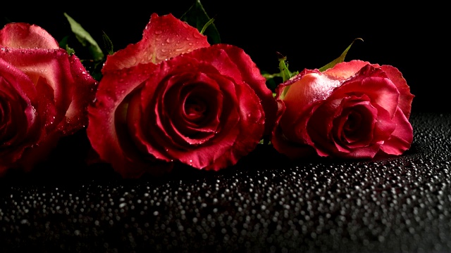 黑色背景上的红玫瑰。视频下载