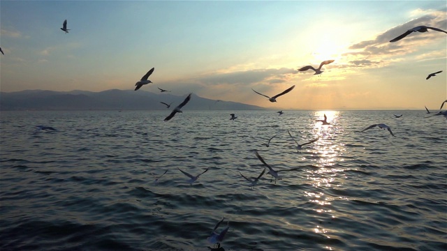 一群海鸥在蓝天上飞翔视频下载