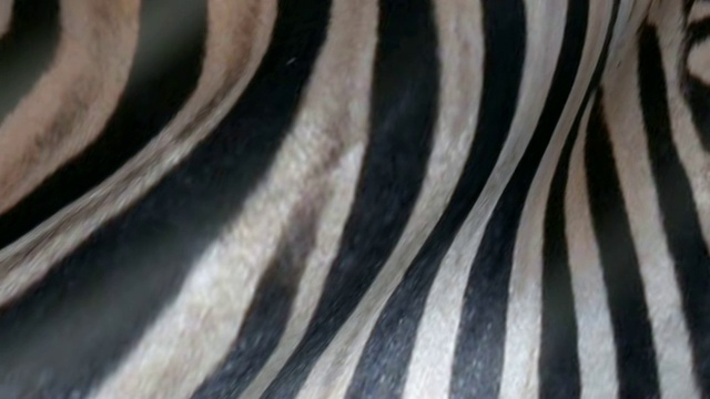 动画斑马的皮肤。视频素材