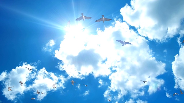 海鸥在美丽的蓝天上飞翔，摇盘视频素材