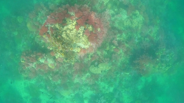 珊瑚礁上的海洋生物和许多热带鱼视频下载