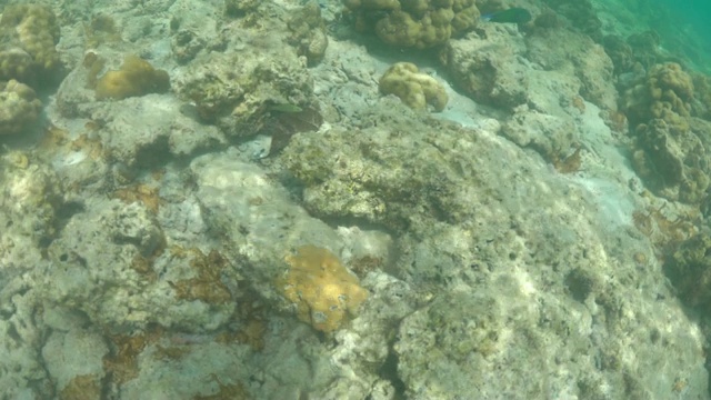 珊瑚礁上的海洋生物和许多热带鱼视频下载