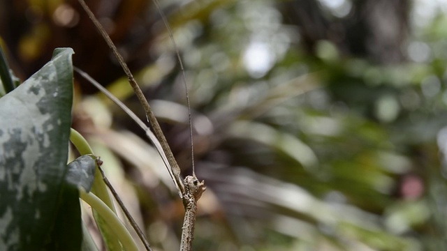 竹节虫。视频素材