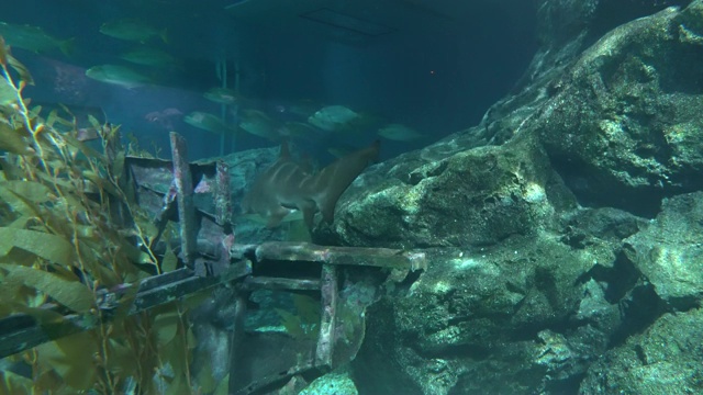 在清澈的水中，鲨鱼在沙底的水下岩石旁游动，特写镜头视频素材