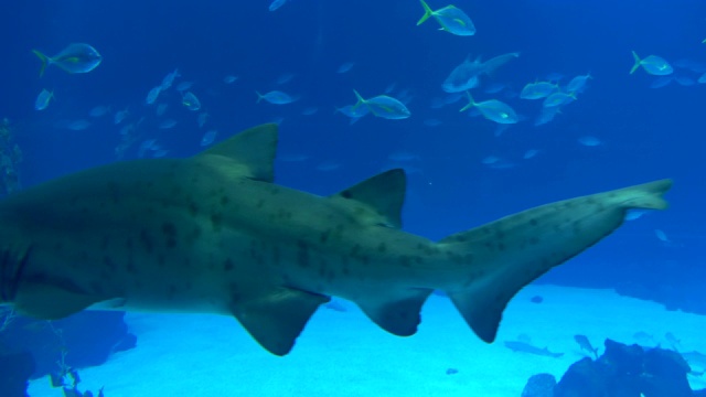 鲨鱼水下拍摄4K视频下载