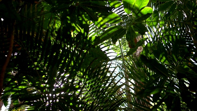 热带植物后的镜头光晕速度为180帧/秒视频素材