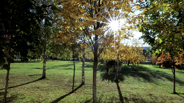 日出时分的秋天公园视频素材