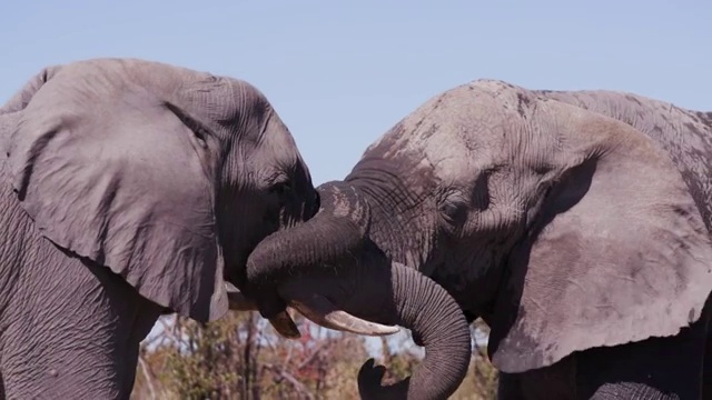 4K特写镜头，两只大象在博茨瓦纳的一个水坑里用鼻子互相问候视频素材