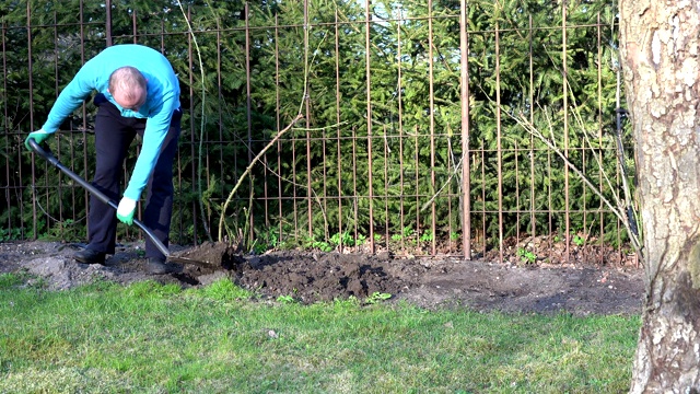 园丁挖掘花坛土壤附近的玫瑰芽。4 k视频素材