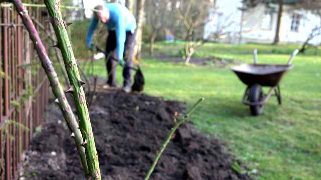 带刺的玫瑰花茎和模糊的园丁挖土。4 k视频素材