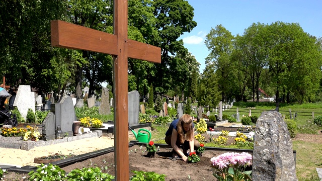 女人在父亲的墓上种了大丽花。4 k视频下载