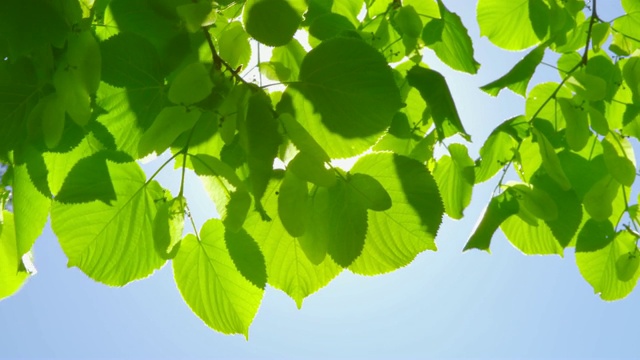 春天的印象-美丽的背光树叶在一个阳光明媚的日子视频下载