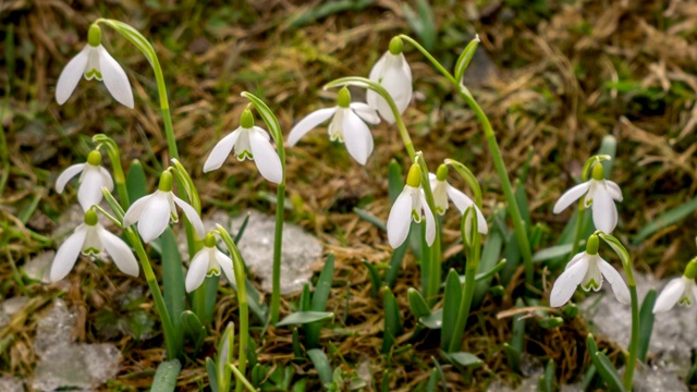 白花盛开，春雪融化视频素材