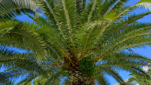 热带国家的棕榈树映衬着蓝天视频下载
