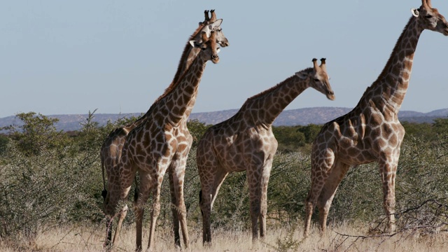 纳米比亚Etosha国家公园，4K视角的四只雄性长颈鹿视频素材