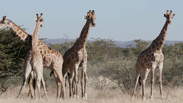 纳米比亚Etosha国家公园，5只雄性长颈鹿对着摄像机的4K镜头视频素材