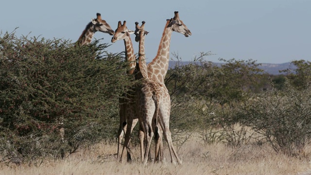纳米比亚Etosha国家公园，3只雄性长颈鹿争夺统治权的4K画面视频素材