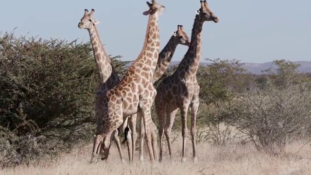 纳米比亚Etosha国家公园，3只雄性长颈鹿的头互相撞击并争夺统治地位的4K画面视频素材