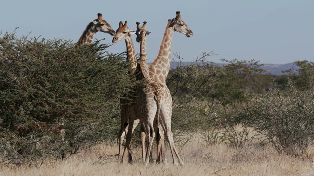 纳米比亚Etosha国家公园，4个雄性长颈鹿头互相撞击并争夺统治地位的4K画面视频素材