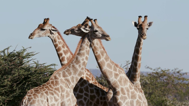 纳米比亚Etosha国家公园，4头雄性长颈鹿的4K裁剪视图视频素材