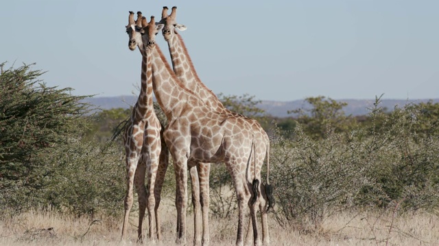 纳米比亚Etosha国家公园，4K视角的三只雄性长颈鹿视频素材