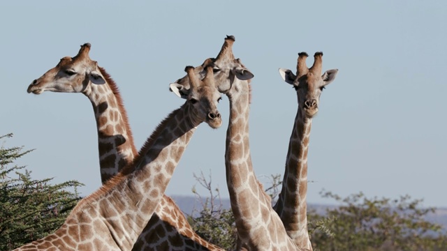 纳米比亚Etosha国家公园，4头雄性长颈鹿的4K裁剪视图视频素材