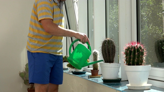 园丁花匠在温室用绿色喷壶浇仙人掌植物。4 k视频素材